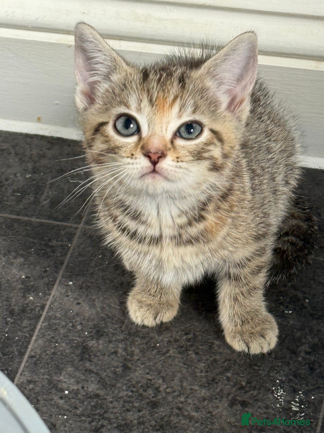 British Shorthair cats for sale: Golden tabby girl  - Image 11