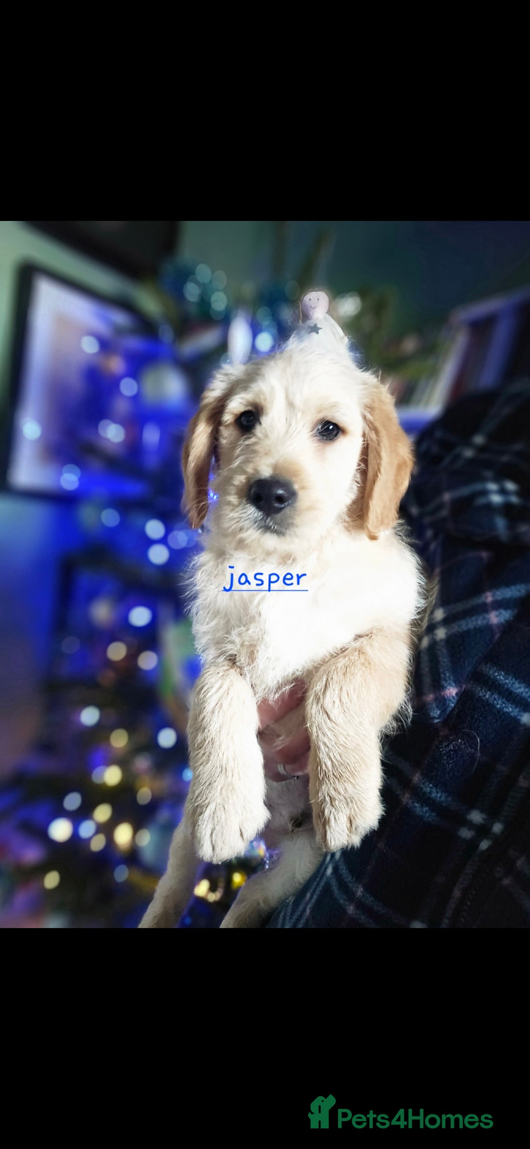 Labradoodle dogs for sale: F1 MINI LABRADOODLES ready to leave 3rd dec  - Advert 31