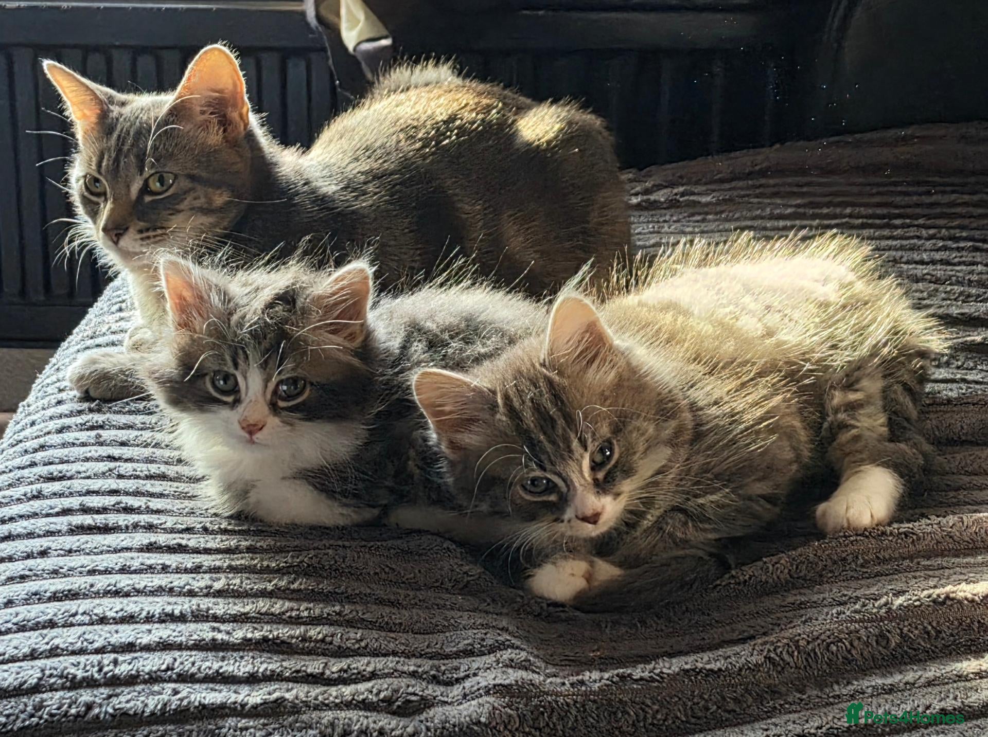 Domestic Shorthair cats 2 Beautiful kittens - Advert 1