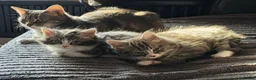 Domestic Shorthair cats for sale: 2 Beautiful kittens - Advert 1