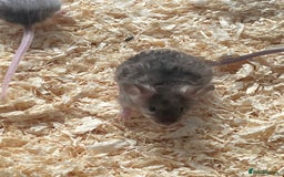 Mouse rodents for sale: Beautiful fancy mice looking for forever homes - Image 18