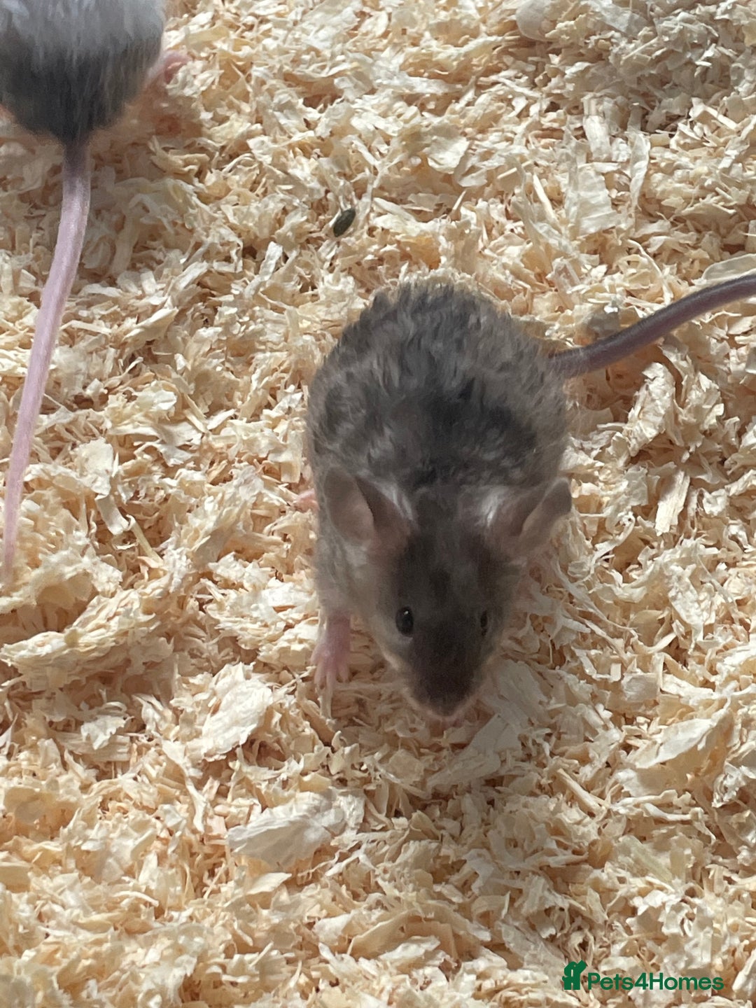 Mouse rodents for sale: Beautiful fancy mice looking for forever homes - Image 18