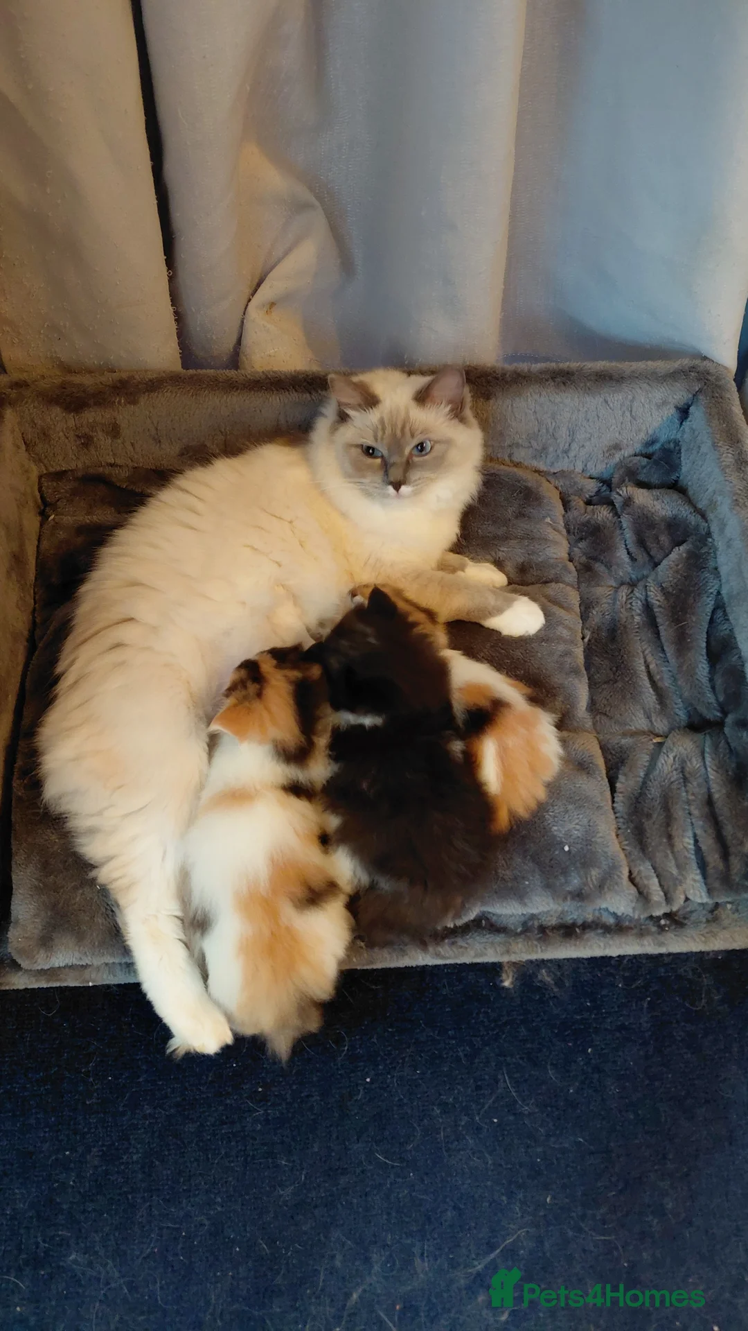 Ragdoll cats for sale: Ragdoll x persian - Advert 1