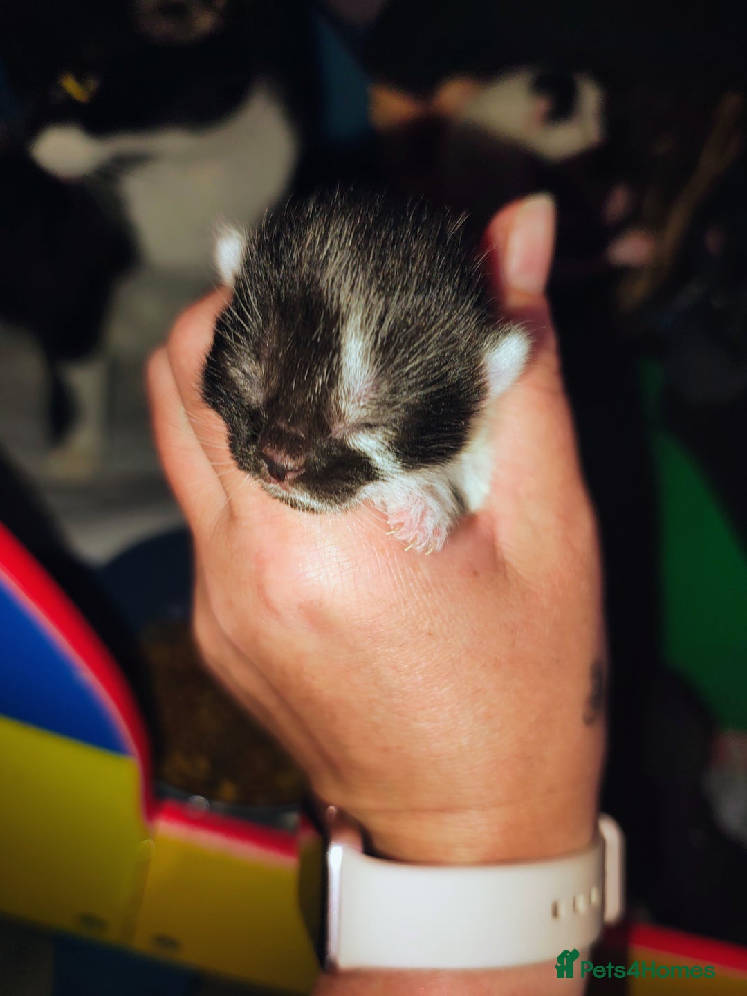 Mixed Breed cats for sale: Kittens - Image 15