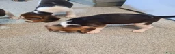 Beagle dogs for sale: 4 beagle puppies - Advert 10