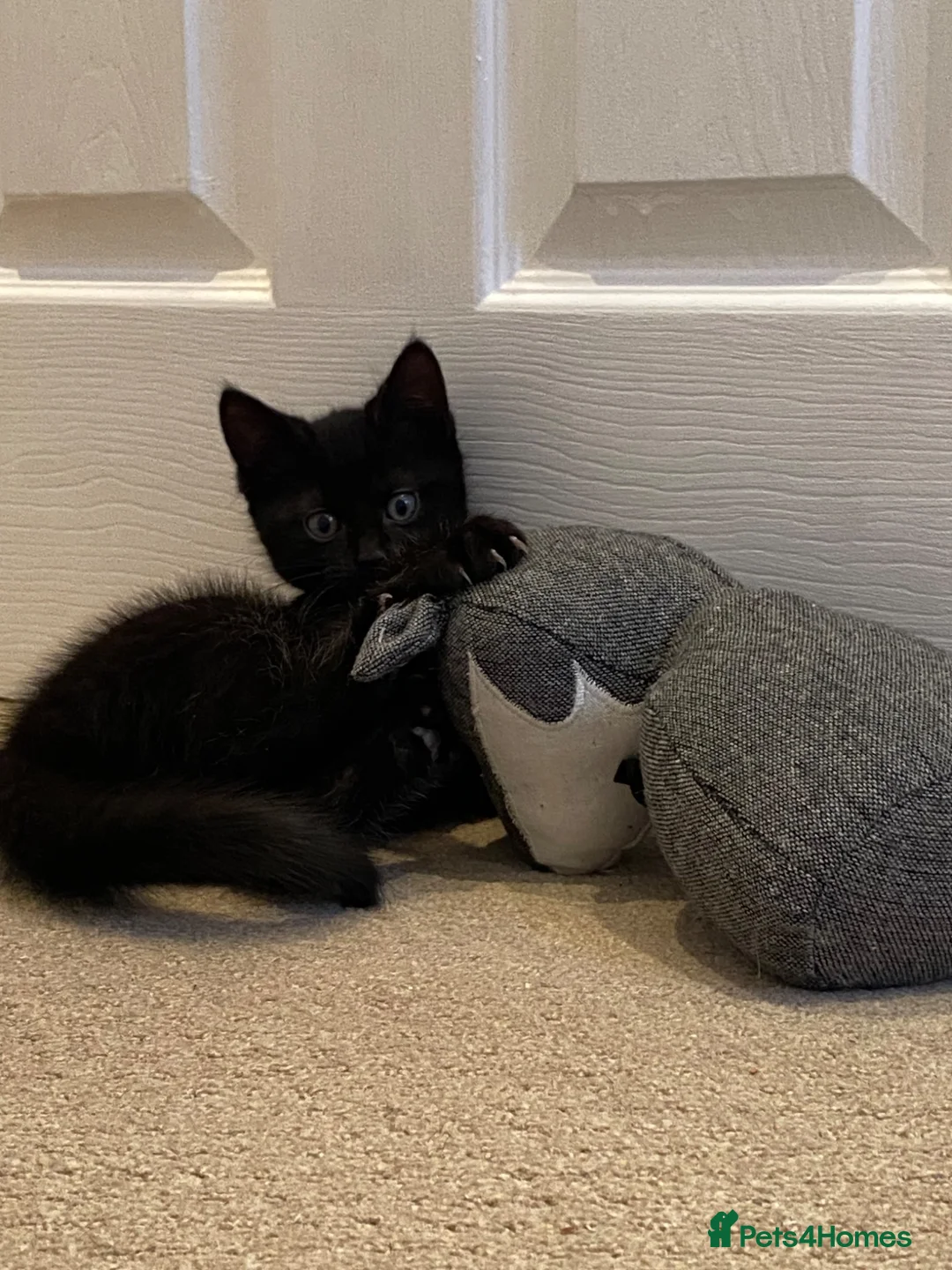 Mixed Breed cats for sale: Beautiful black kitten - girl - Advert 9