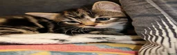 Mixed Breed cats for sale: Mixed breed kittens - Advert 3