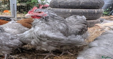 Chickens poultry - Advert 6