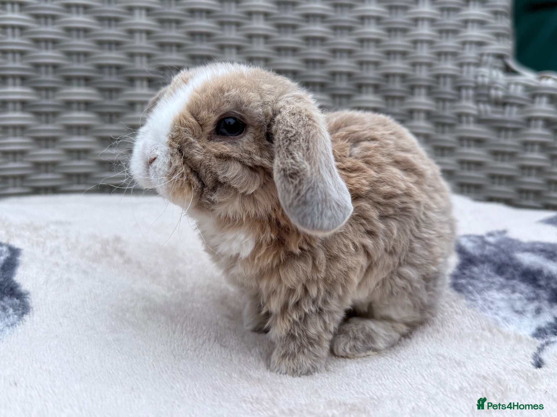 Mini Lop rabbits Last 2 boys to reserve💙 - Advert 18