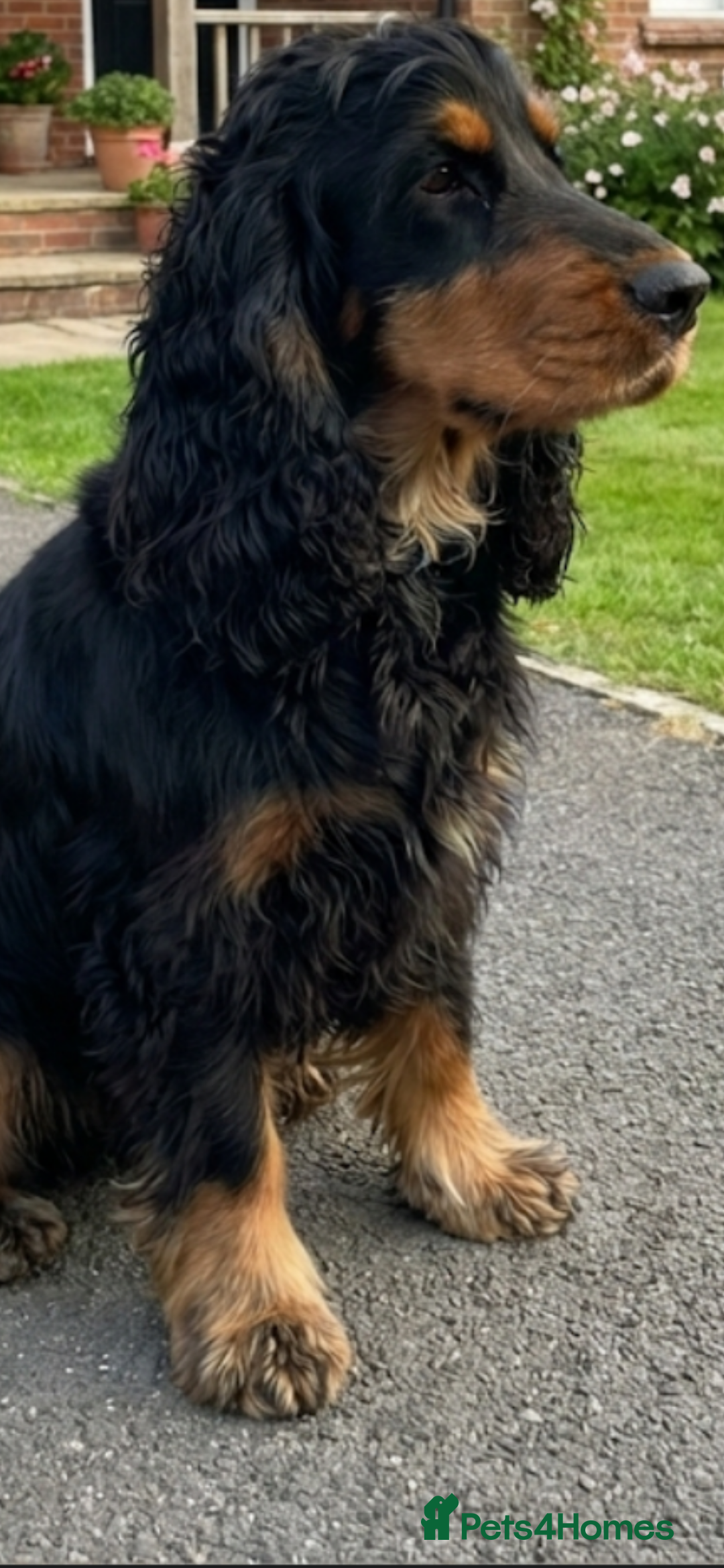 Cockapoo dogs for sale: 7 puppies for sale  - Advert 1