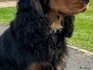 Cockapoo dogs 7 puppies for sale - Advert 11