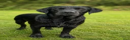 Labrador Retriever dogs for sale: Labrador puppies yellow & black - Advert 2