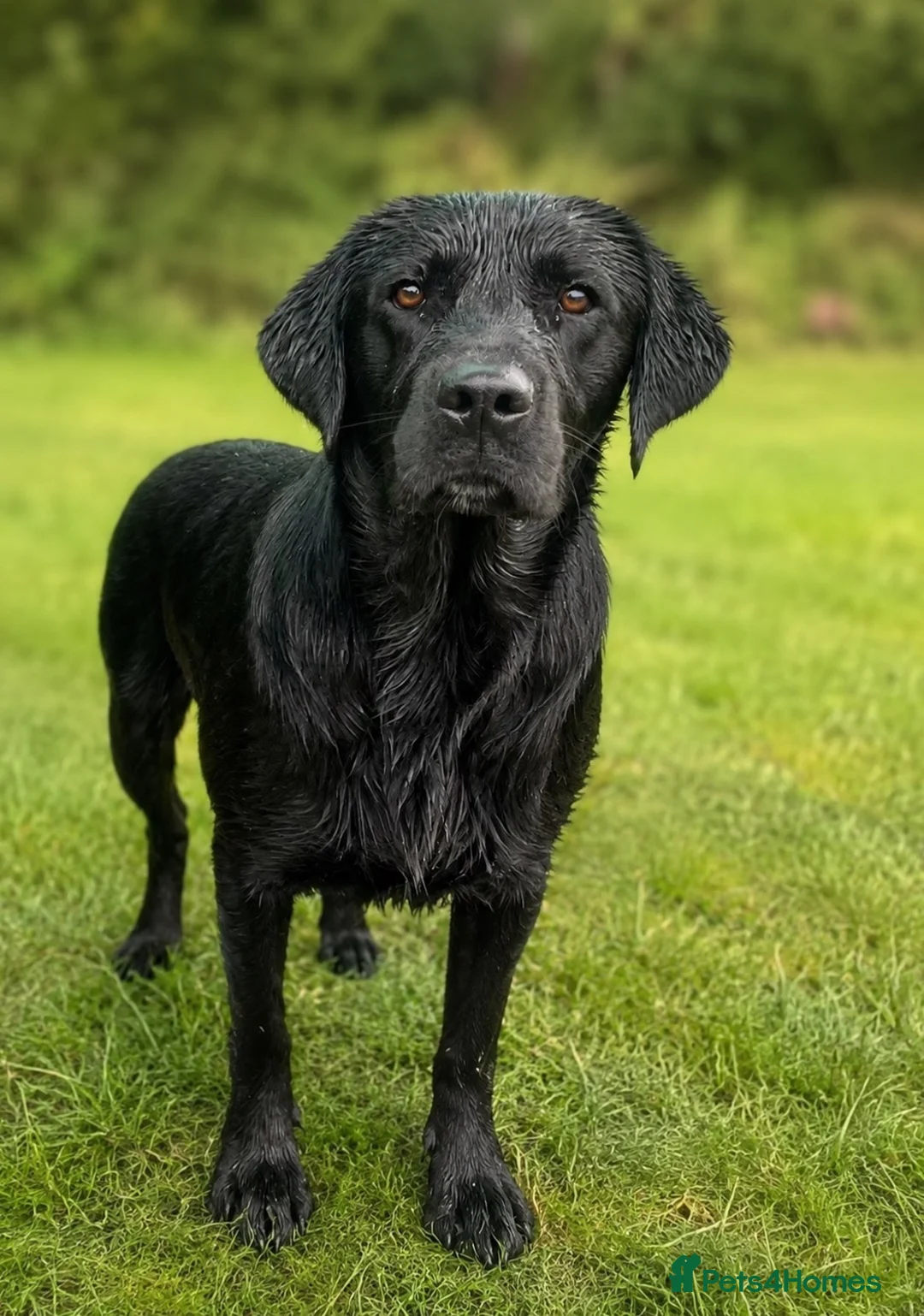 Labrador Retriever dogs for sale: Labrador puppies yellow & black - Advert 2