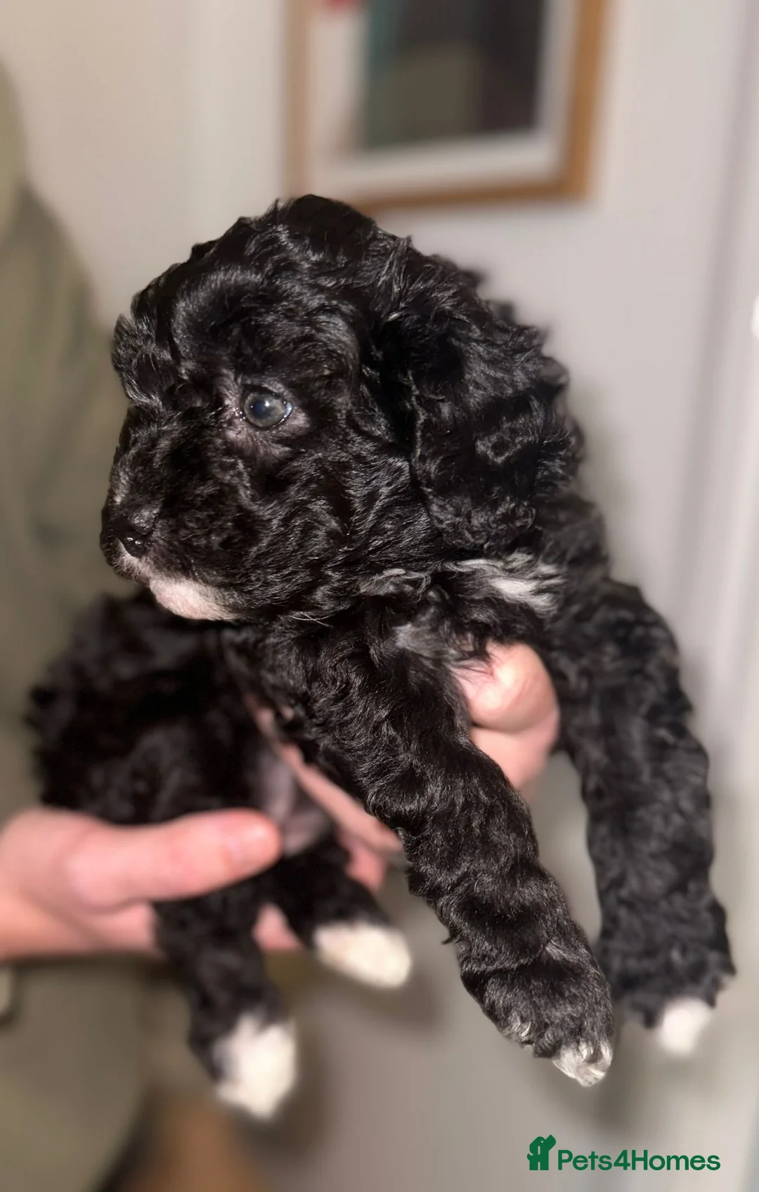 Miniature Poodle dogs for sale: Gorgeous pure bred miniature poodles - Advert 34