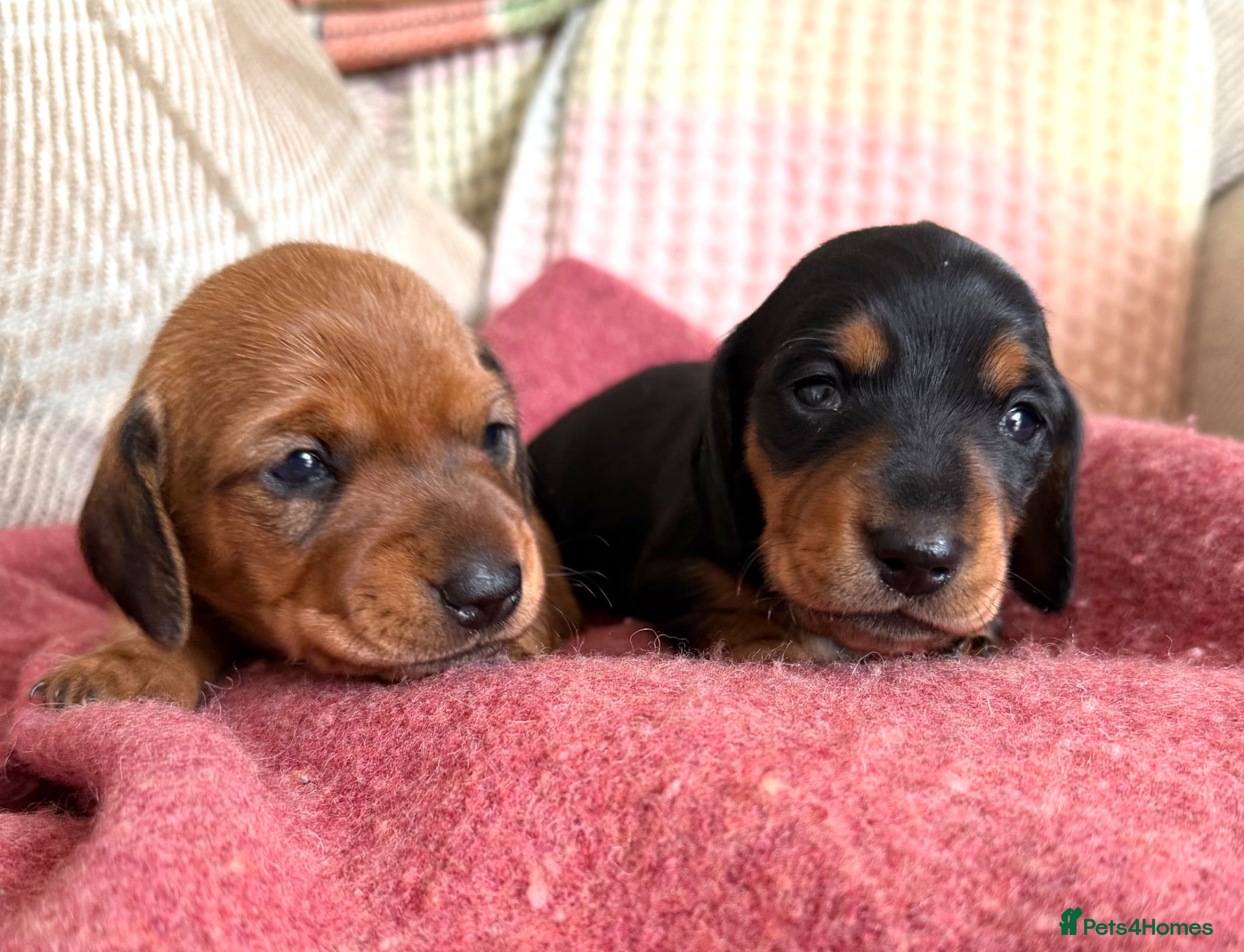 Miniature Dachshund dogs CHAMPION LINE KC REG & PRA CLEAR MINIS LOW COI - Advert 12