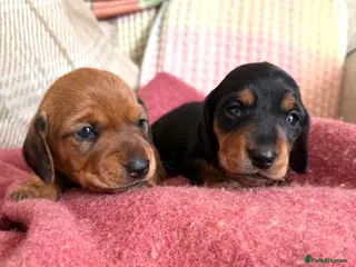 Miniature Dachshund dogs CHAMPION LINE KC REG & PRA CLEAR MINIS LOW COI - Advert 12