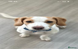 Mixed Breed dogs for sale: Male springer spaniel cross jack russel - Advert 6