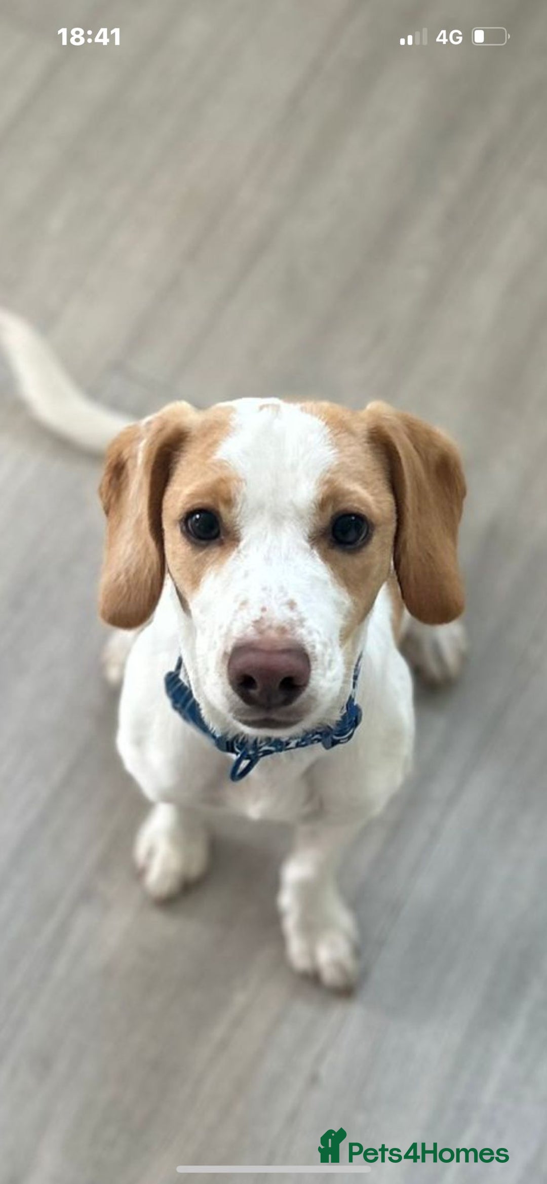 Mixed Breed dogs for sale: Male springer spaniel cross jack russel - Advert 6