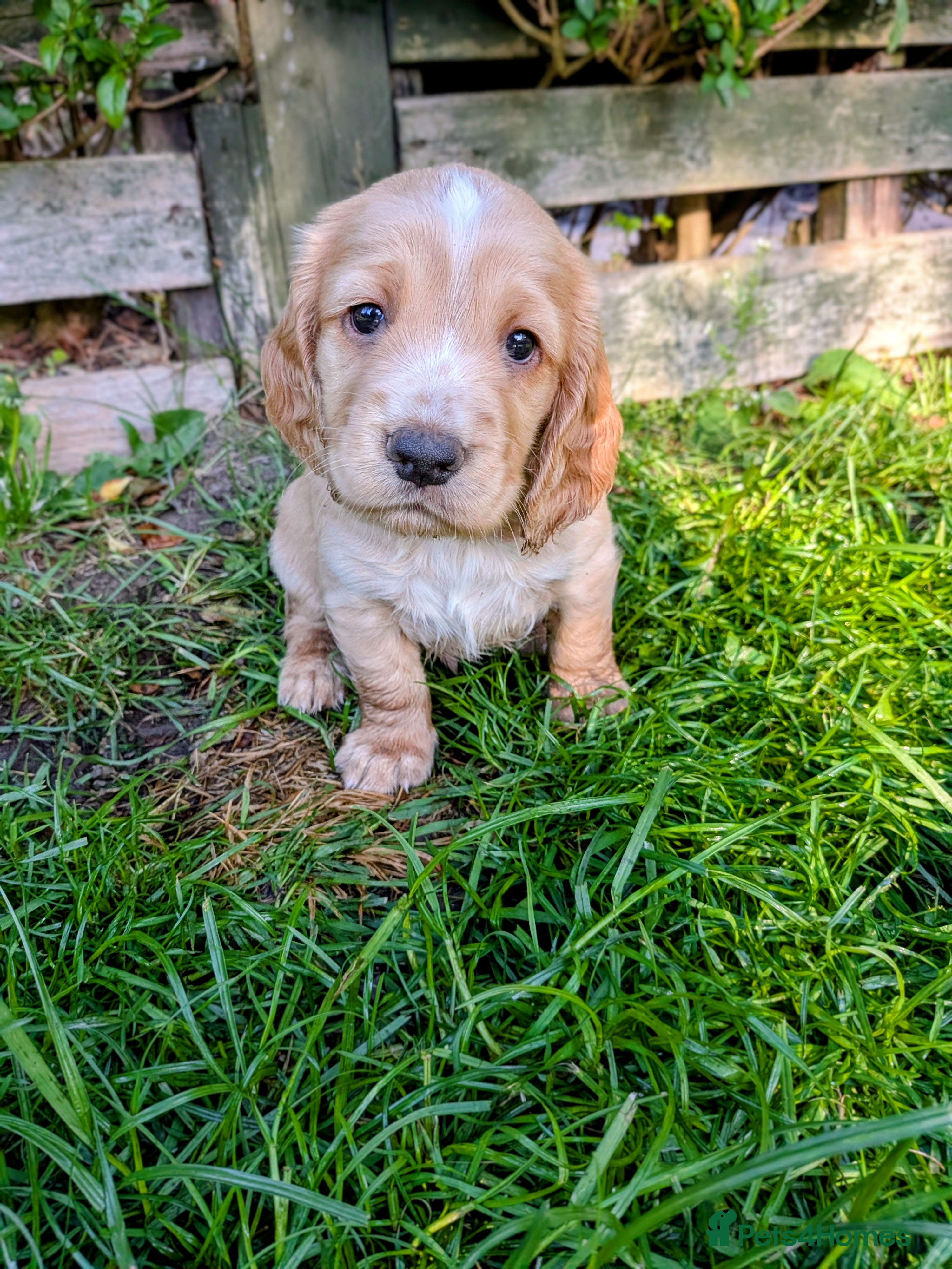 Cocker Spaniel dogs KC registered working cocker spaniels DNA clear - Advert 1