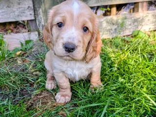 Cocker Spaniel dogs KC registered working cocker spaniels DNA clear - Advert 1