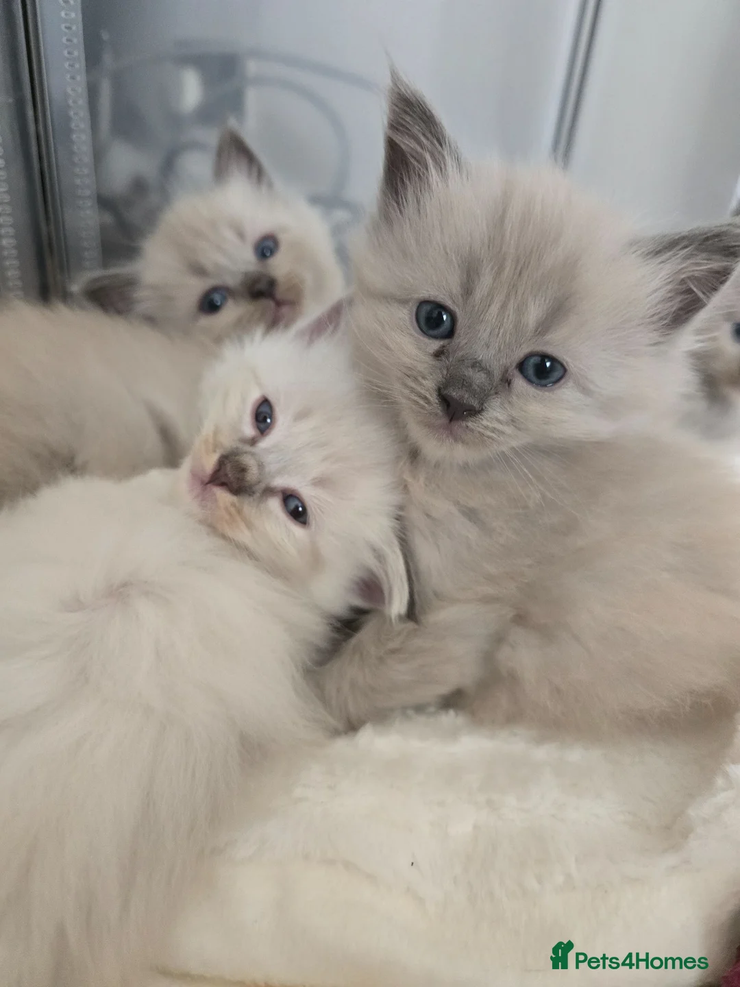 Ragdoll cats for sale: Ragdoll kittens  - Advert 2