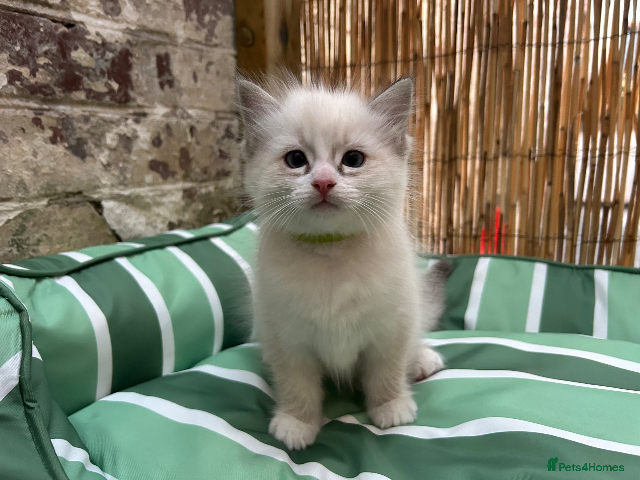 Ragdoll cats 🐾 Pure Ragdoll Kittens 🐾 - Advert 1