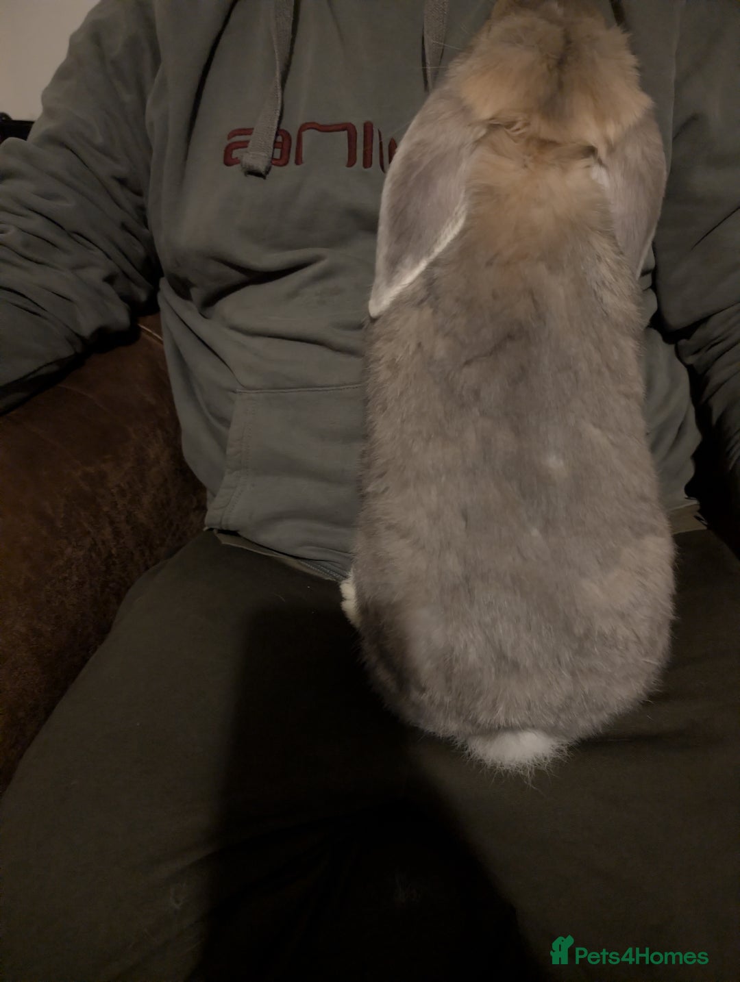 French Lop rabbits for sale: Beautiful French lops  - Advert 3