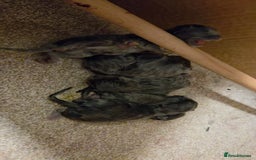 Maine Coon cats for sale: Ready December TICA beautiful Maine Coon Kittens  - Image 27