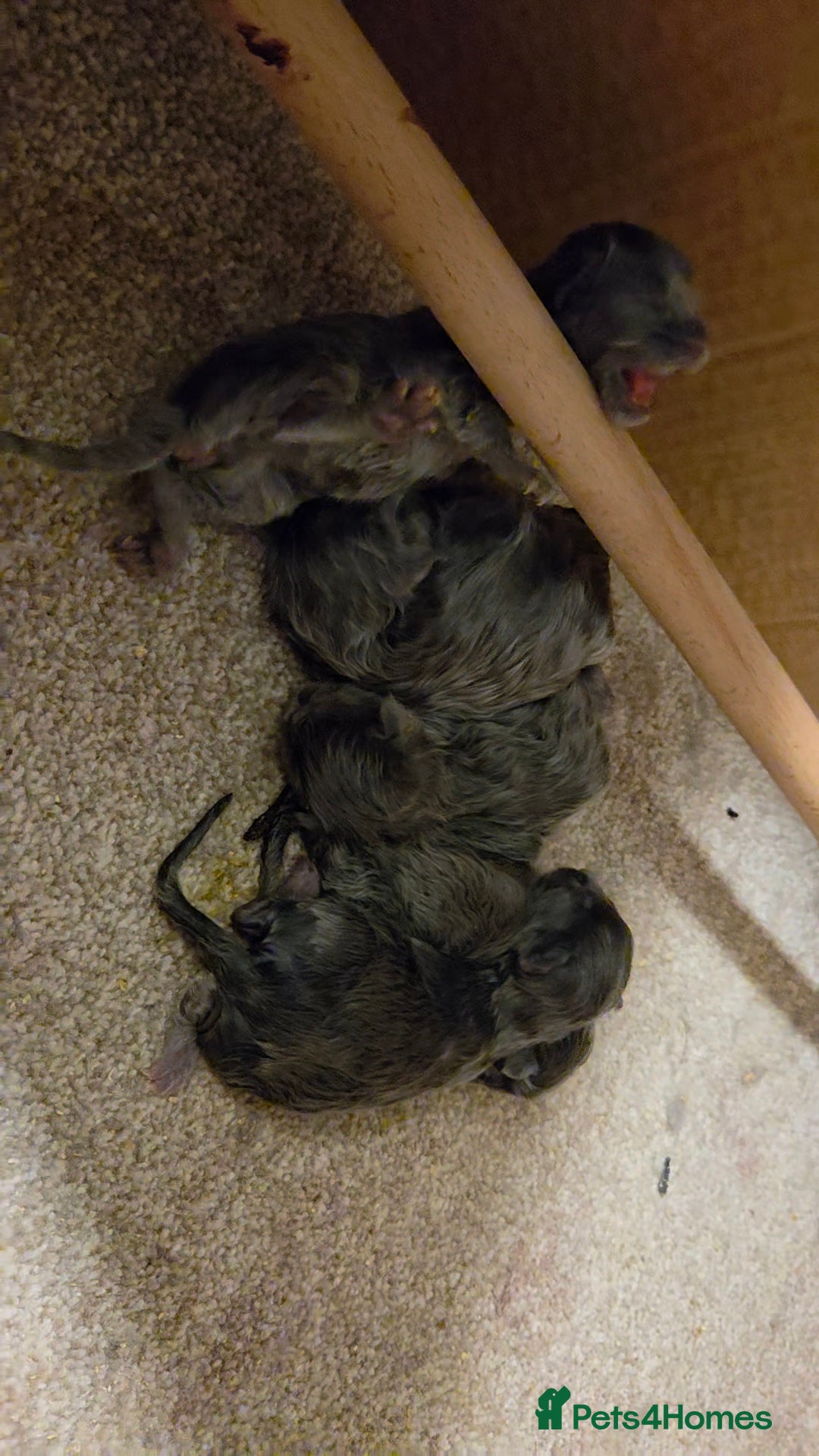 Maine Coon cats for sale: Ready December TICA beautiful Maine Coon Kittens  - Image 27