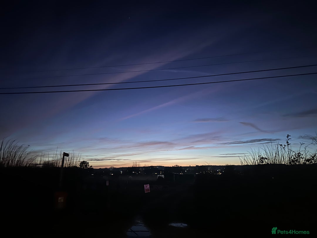 Bengal cats for sale: Snow lynx bengal  - Advert 14