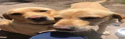 Labrador Retriever dogs for sale: 6 Gorgeous KC Labrador Pups  - Advert 3