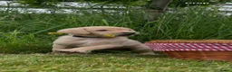 Labrador Retriever dogs for sale: Championship Winner FTCh Rustler Master puppies   - Advert 4