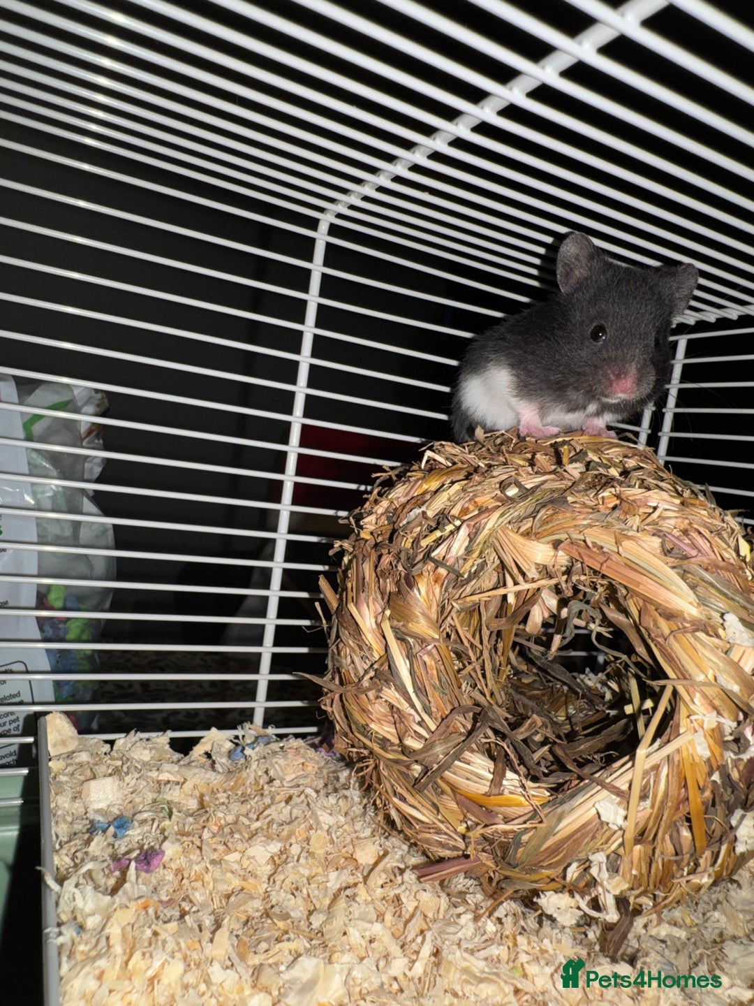 Hamster rodents for sale: Baby hamsters  - Advert 4