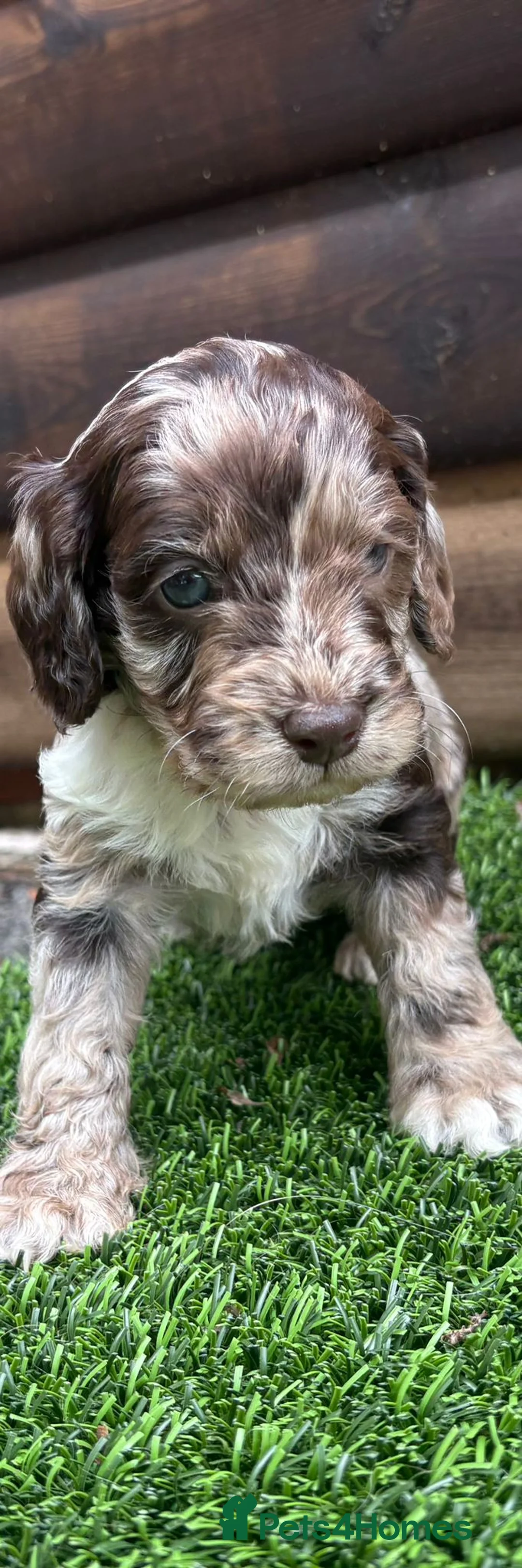 Cockapoo dogs for sale: F1 cockapoo puppies - Advert 13
