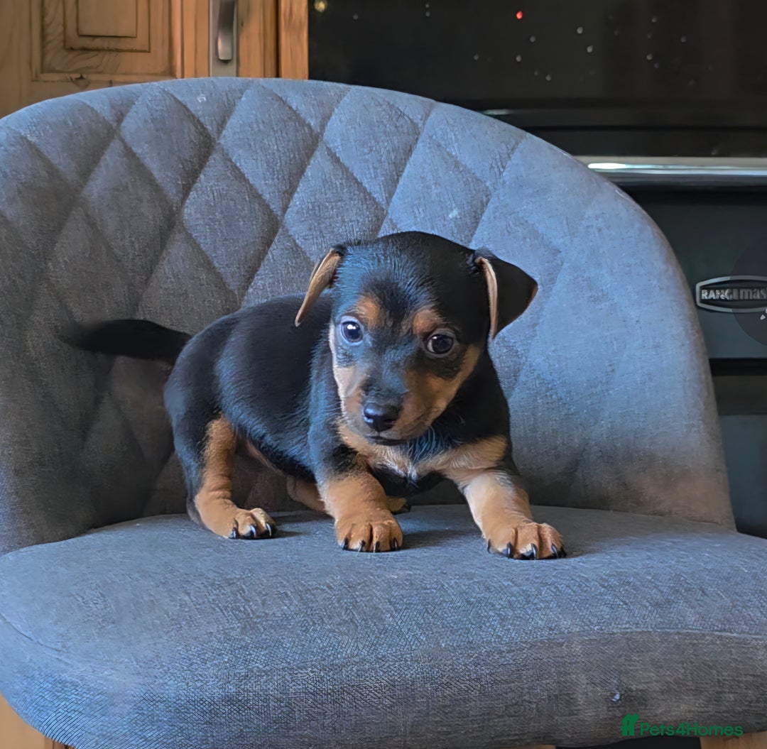 Jack Russell dogs for sale: Traditional Short Legged Jackrussell Pups!  - Image 5
