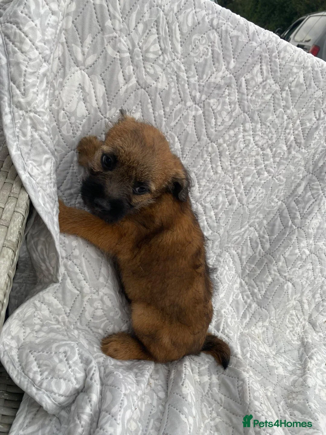 Border Terrier dogs for sale: Border-terrier  - Advert 10