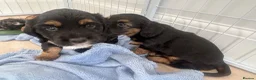 Mixed Breed dogs for sale: BEAUTIFUL TRI PUPS🫶🏽 - Advert 5