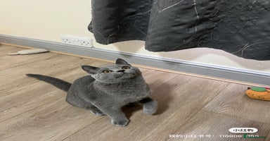 British Shorthair cats - Advert 2