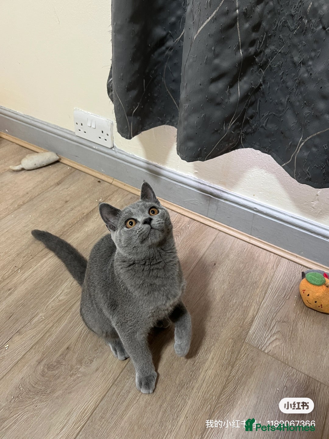 British Shorthair cats for sale: Lovely BSH kittens for sale  - Image 3