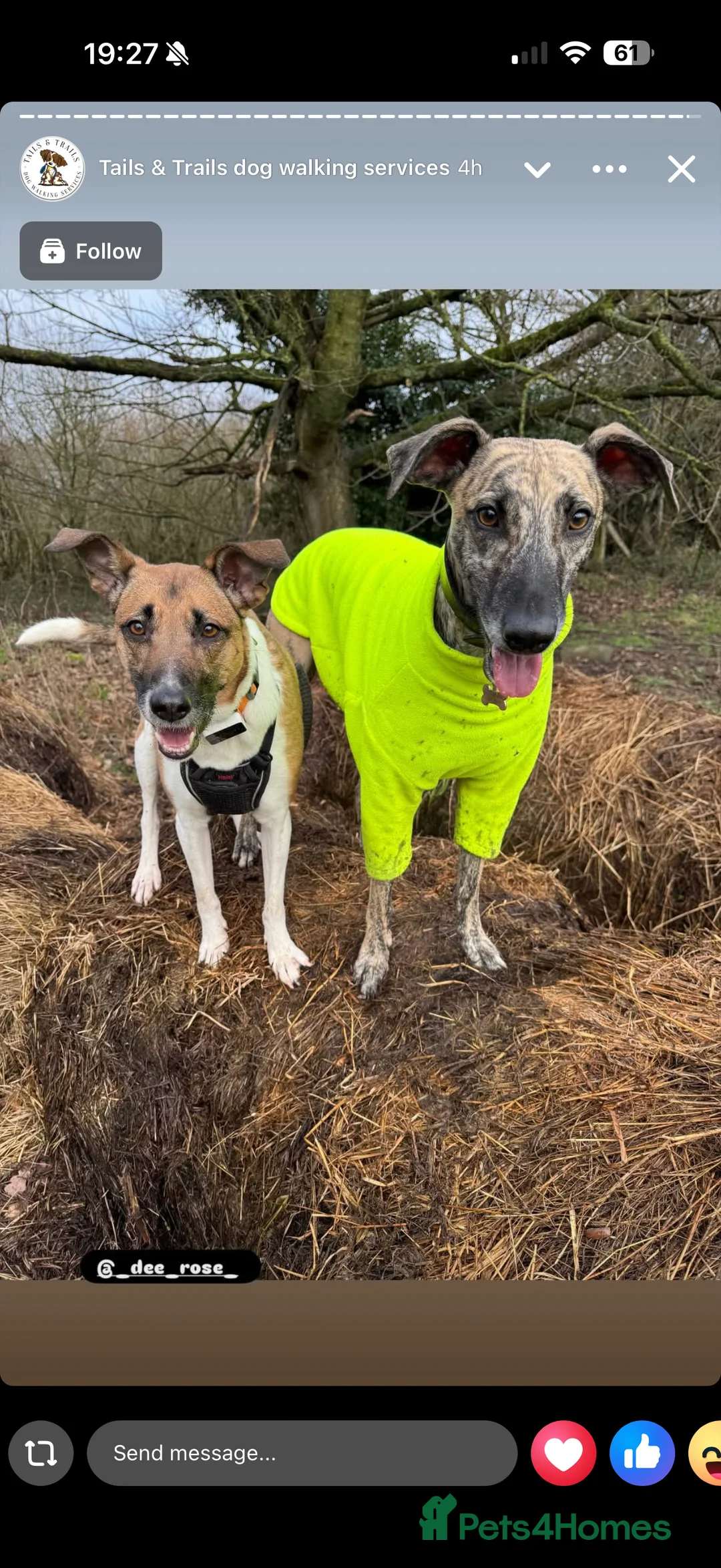 Mixed Breed dogs for sale: Ginny- Ready for rehoming, loves walks! in Ibstock - Advert 3