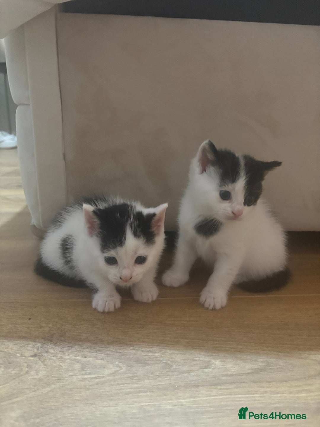 Mixed Breed cats for sale: Gorgeous Dalmatian kittens - Image 2