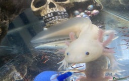 Pond Fish fish for sale: 2 Full grown axolotls - Image 2