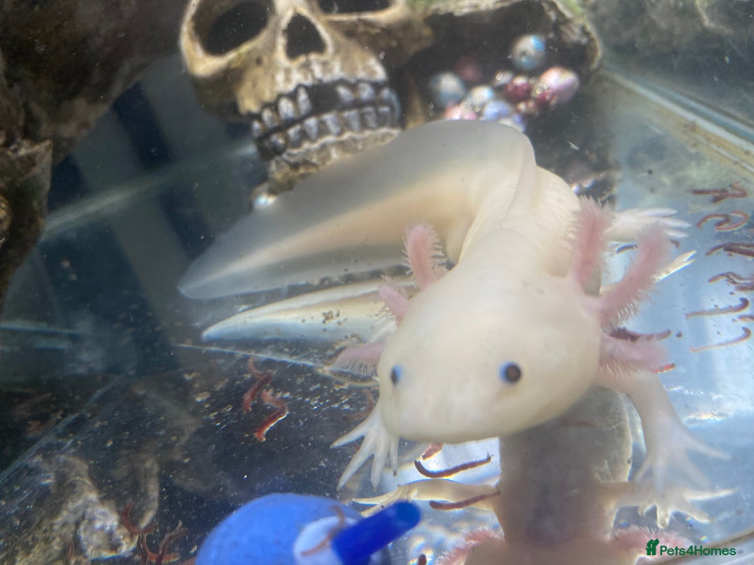 Pond Fish fish for sale: 2 Full grown axolotls - Image 2