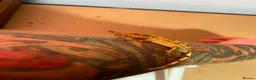 Gecko reptiles for sale: Crested and chahouas geckos - Advert 7