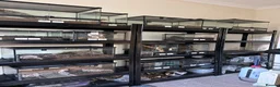 Tarantulas invertebrates for sale: Arachnids / Scorpions - Advert 3
