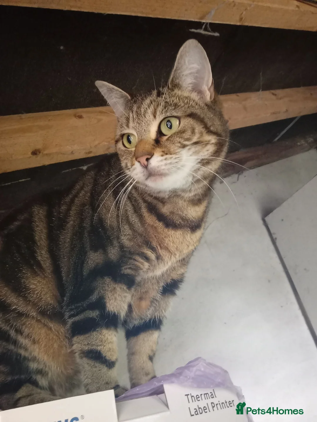 Mixed Breed cats for sale: Lyra - Beautiful 6-Year-Old Golden tabby  - Advert 1