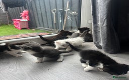 Maine Coon cats for sale: Kittens for sale  - Image 1