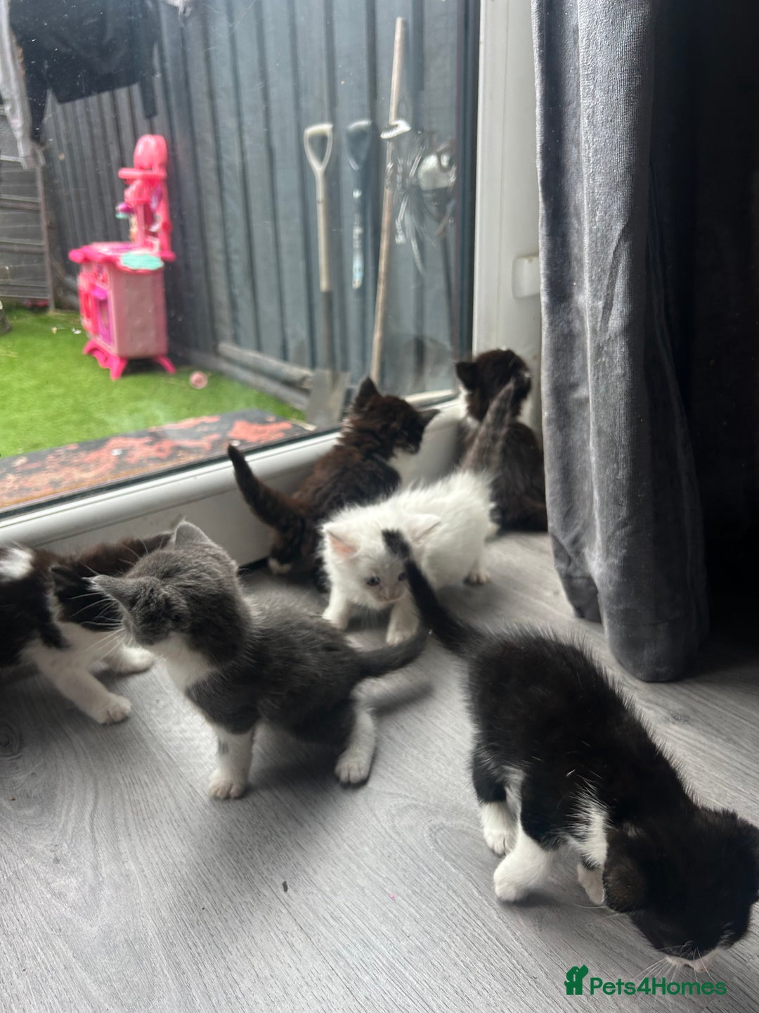 Maine Coon cats for sale: Kittens for sale  - Image 1