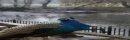 Peafowl poultry for sale: Peafowl ( peacocks, peahens, Peachicks) in Witham - Advert 6