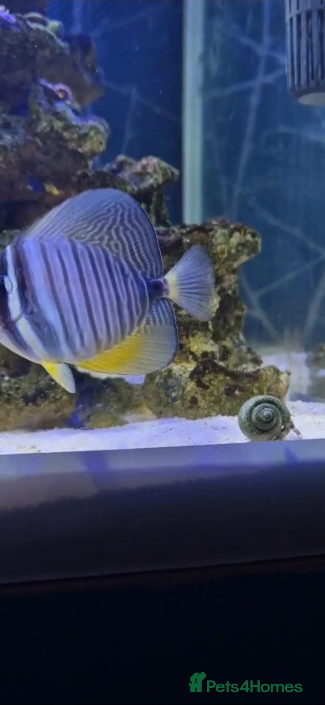 Other/Mixed Breed fish for sale: Sailfin Tang  in Glossop - Advert 1